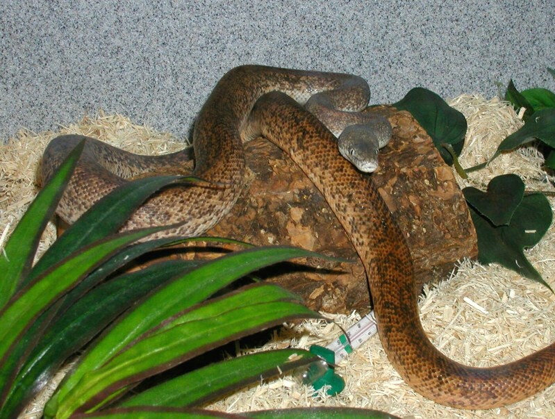 Savu in his cage 8-29-05 b