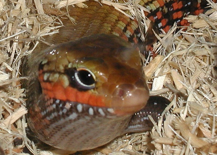 Fire Skink checking it out