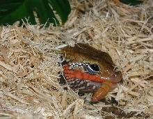 Chomp