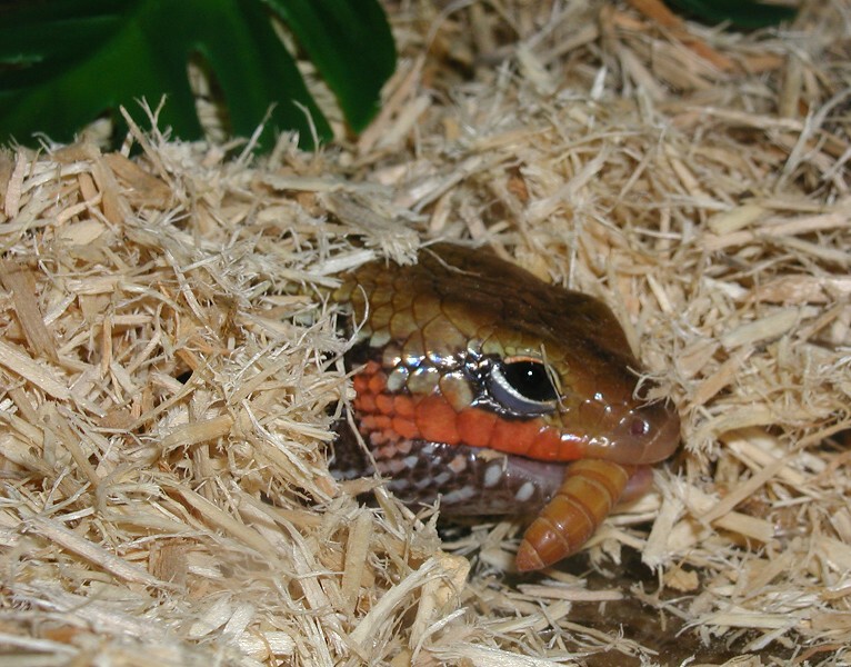 Chomp