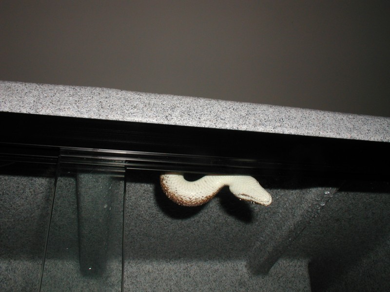 Savu from the lip