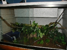 Tuki and her enclosure