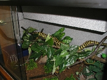 Tuki in her Vision 433 enclosure