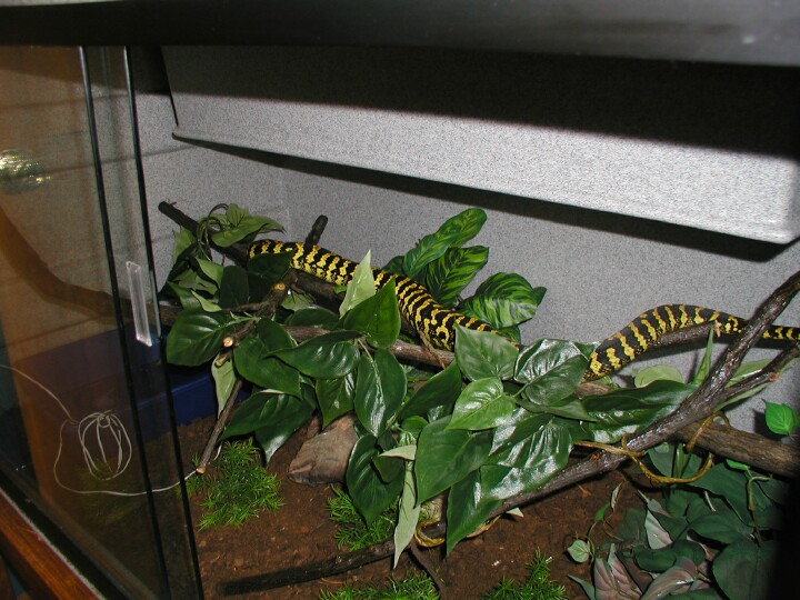 Tuki in her Vision 433 enclosure