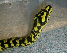 Tuki on the rug