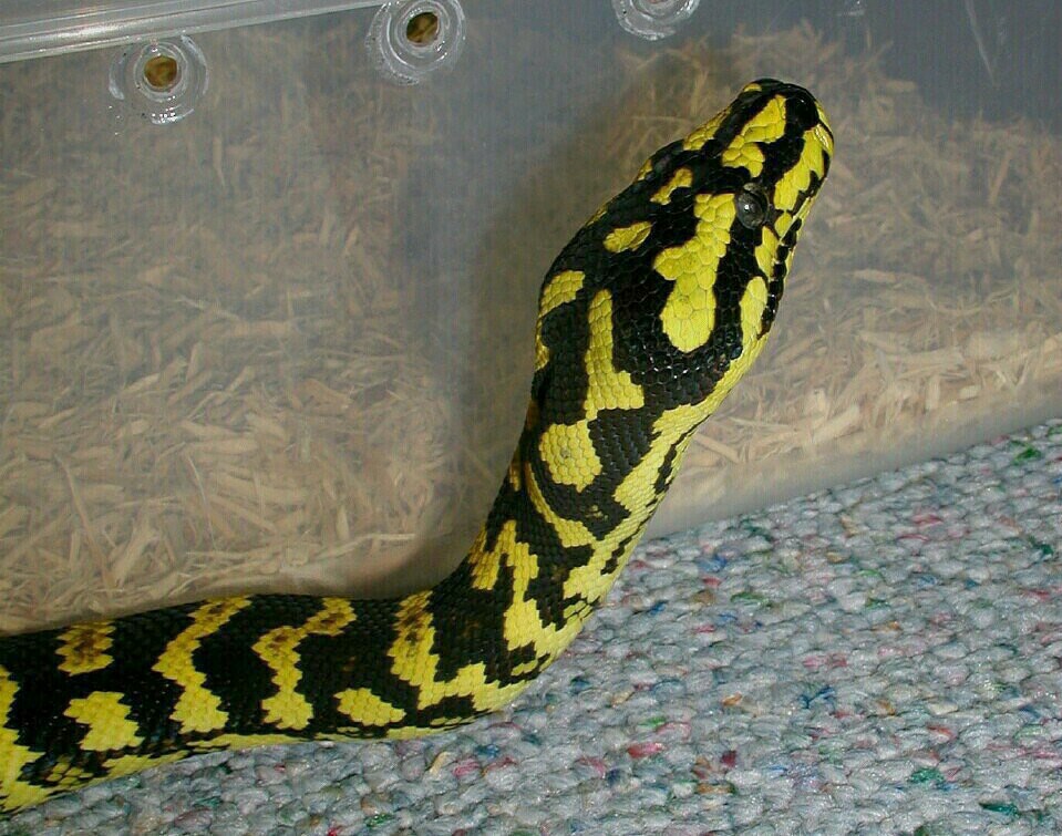 Tuki on the rug