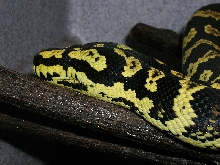 Head Profile