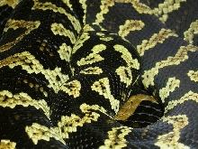 Head and coil from the top