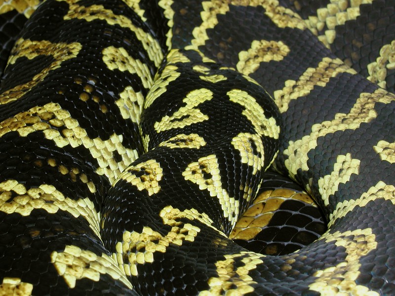 Head and coil from the top