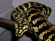 Head and Coils