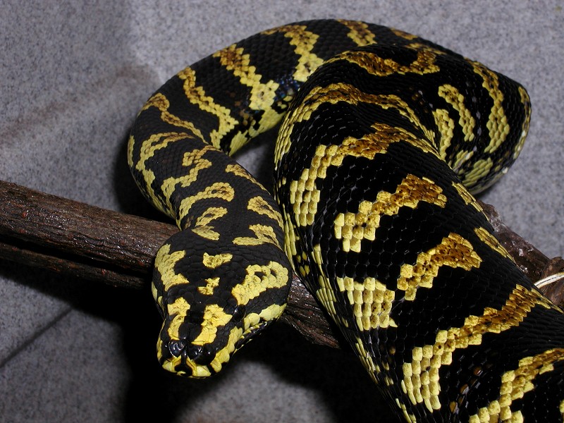 Head and Coils