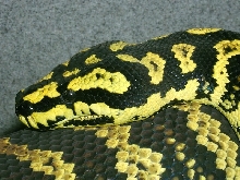 Head profile