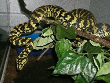 Tuki in her enclosure