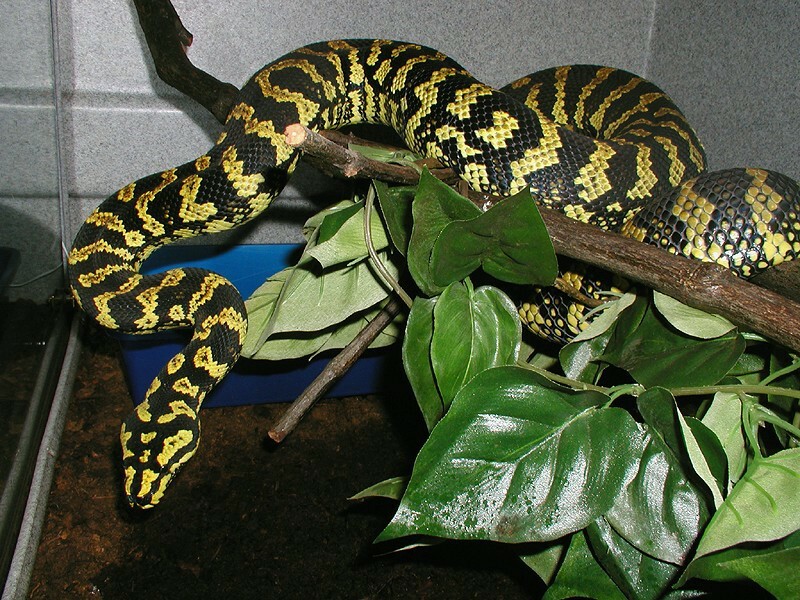 Tuki in her enclosure