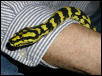 Tuki on dad's arm