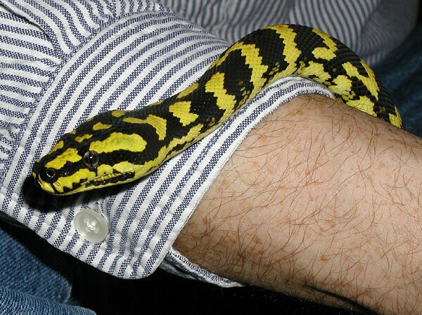 Tuki on dad's arm