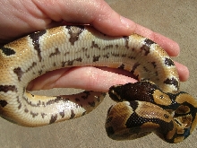 RP Belly