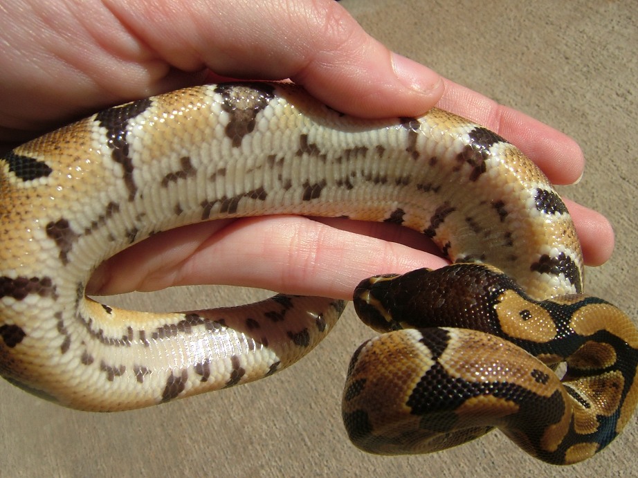 RP Belly
