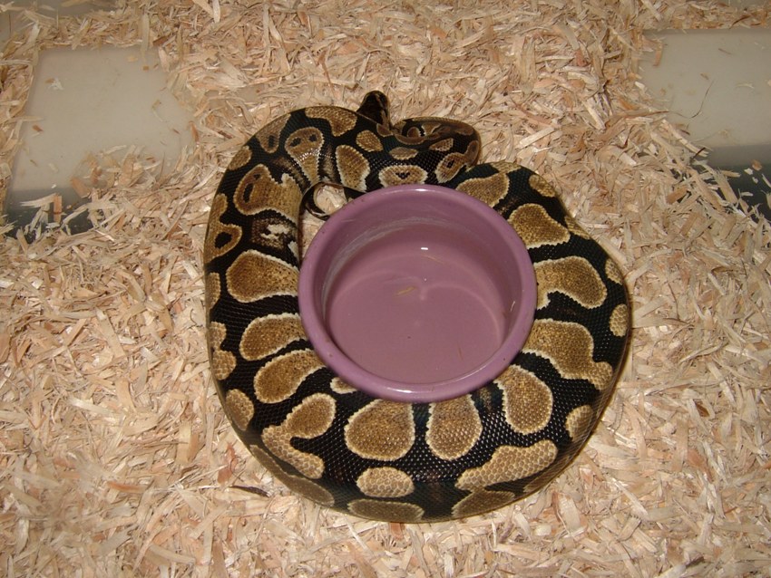 High Yellow female