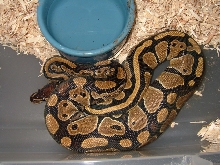 Reduced Pattern Female