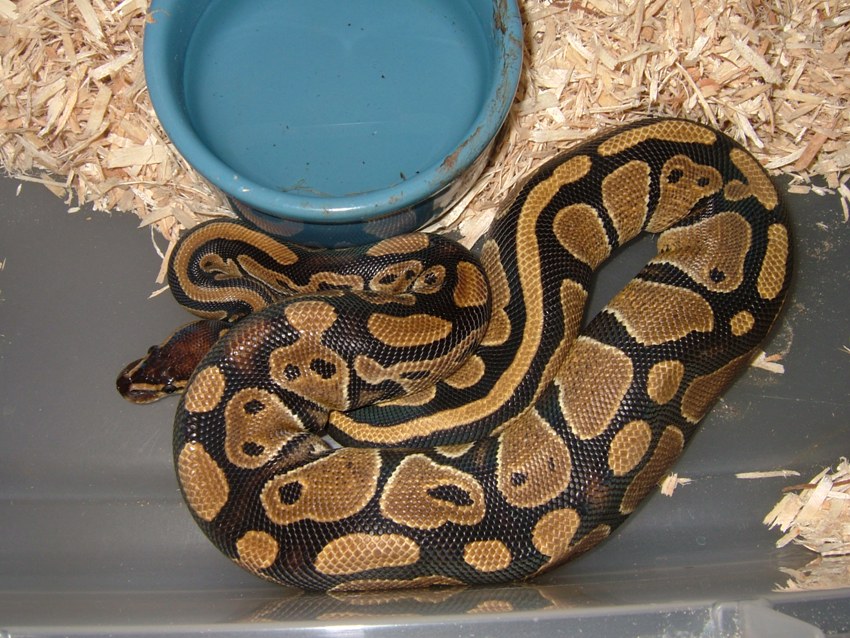 Reduced Pattern Female