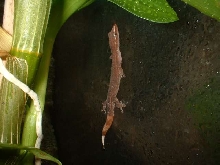 Ebenavia inunguis