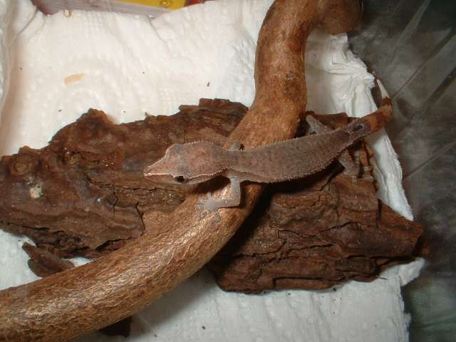 Ebenavia inunguis