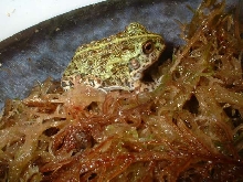 Pyxiecephalus adsperus
