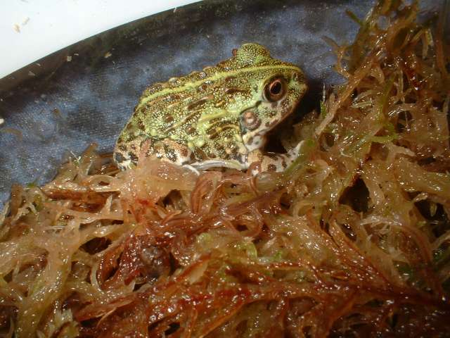 Pyxiecephalus adsperus
