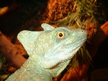 Basiliscus Plumifrons