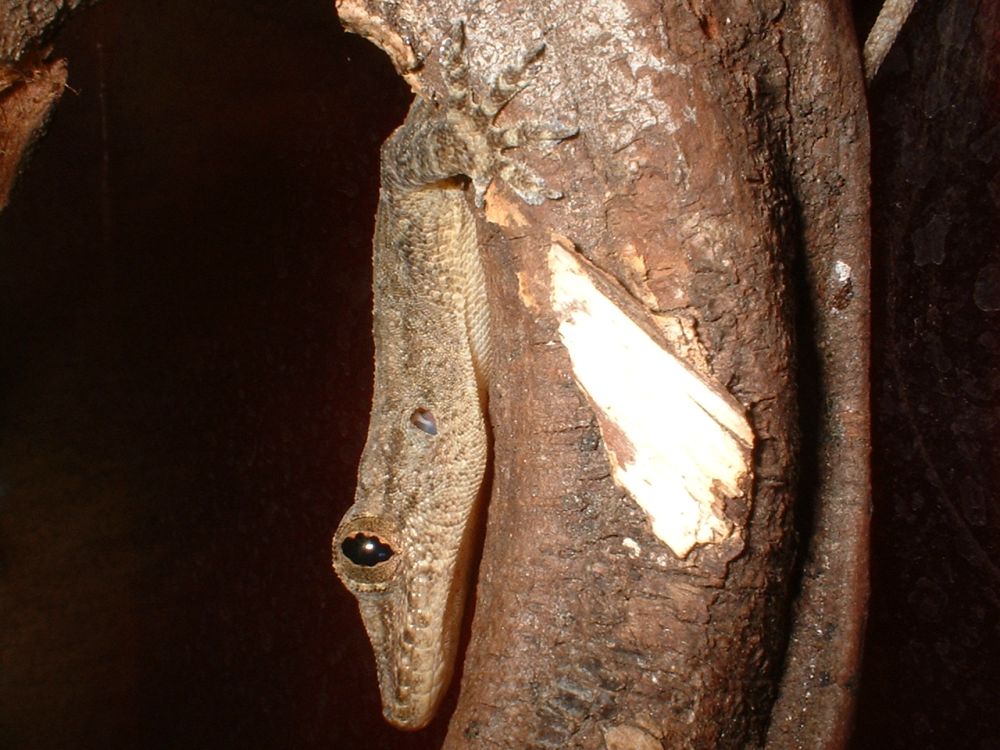 Cosymbotus sp