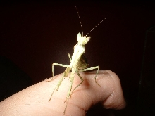 Creobroter gemmatus