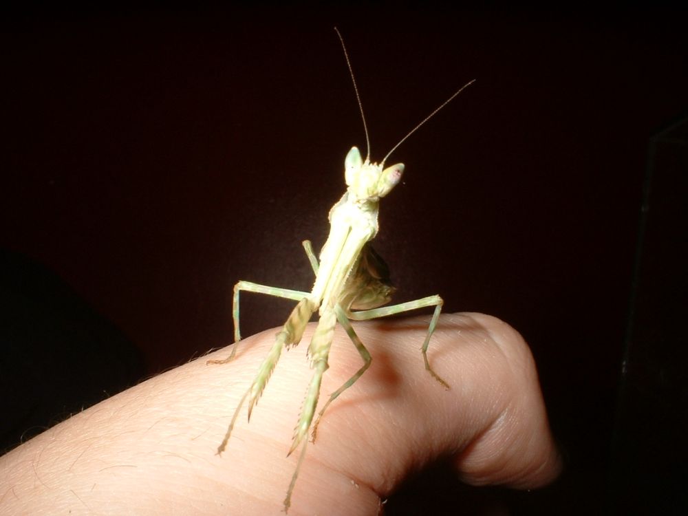 Creobroter gemmatus