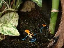 Dendrobates Tinctorius