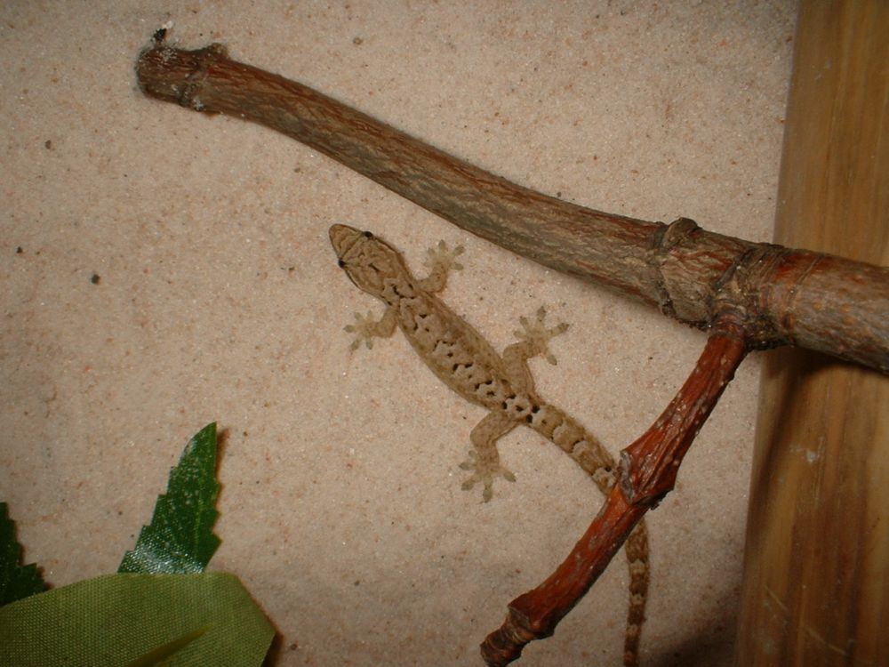 Lepidodactylus Lugubris