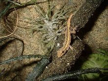 Lygodactylus pictoratus