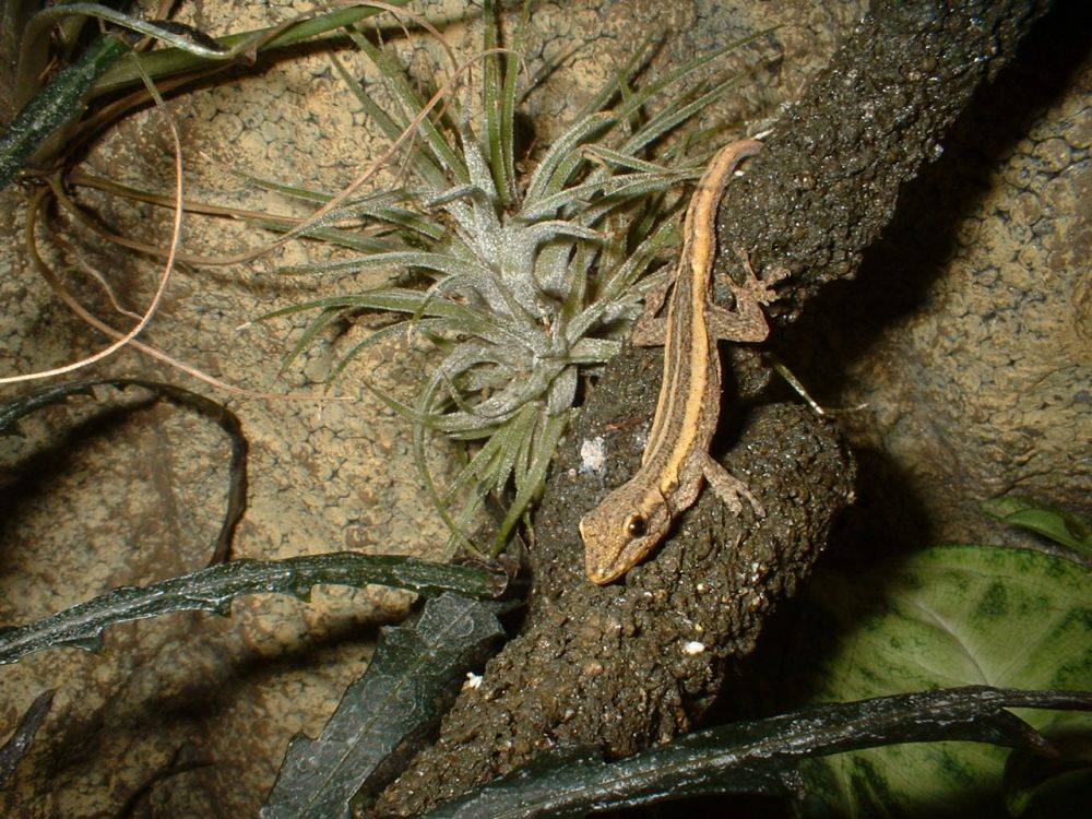 Lygodactylus pictoratus