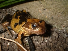 Rana temporaria