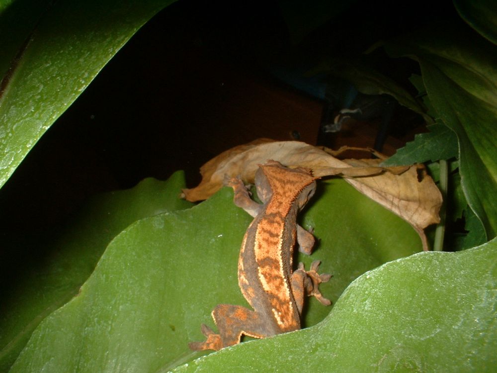 Rhacodactylus Ciliatus