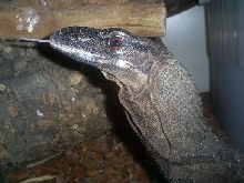 Rough Neck Monitor