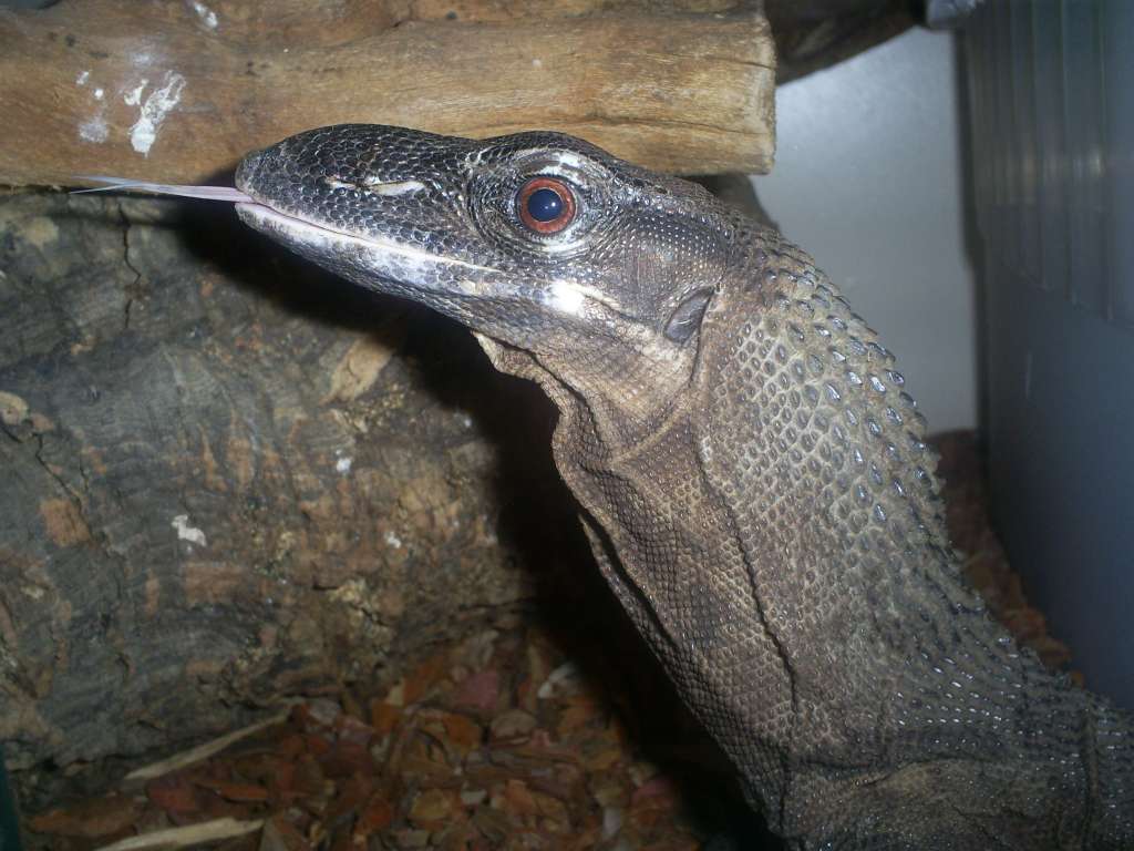 Rough Neck Monitor