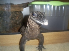 Rough Neck Monitor