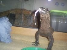 Rough Neck Monitor