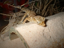 Stenodactylus sthenodactylus