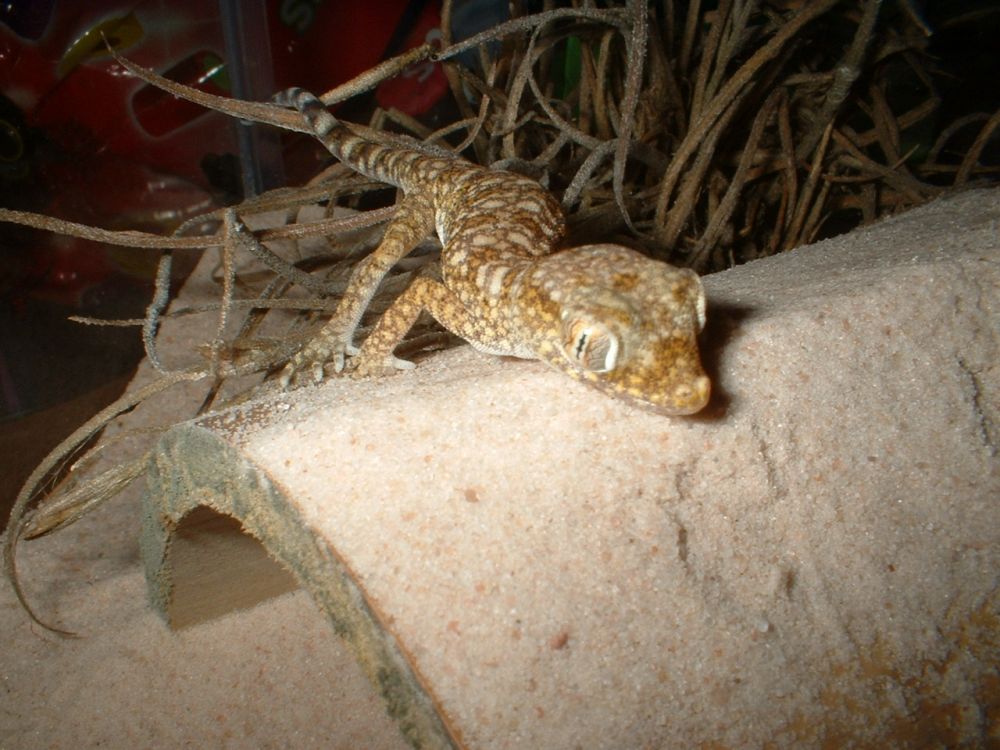 Stenodactylus sthenodactylus