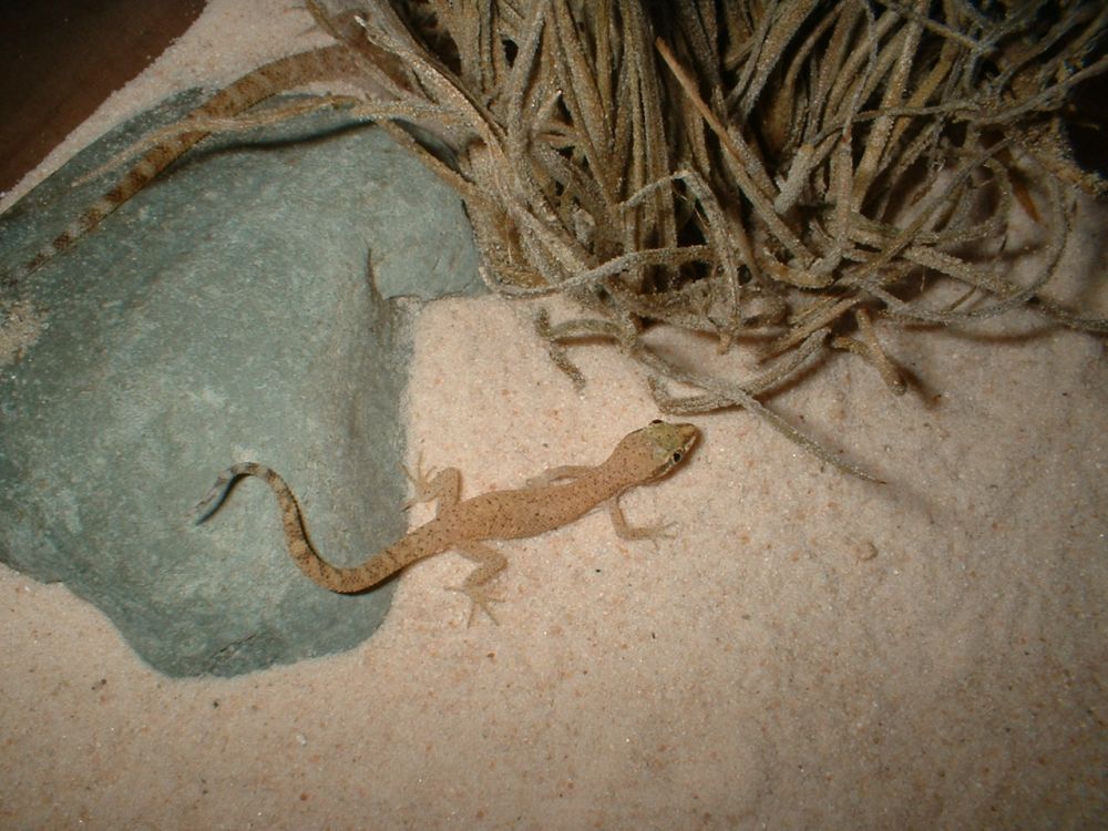 Tropiocolotes steudneri
