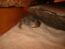 Uromastyx Ocellata