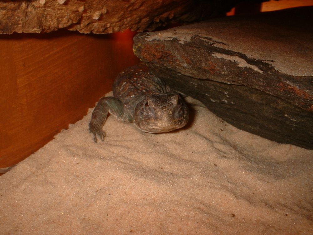 Uromastyx Ocellata