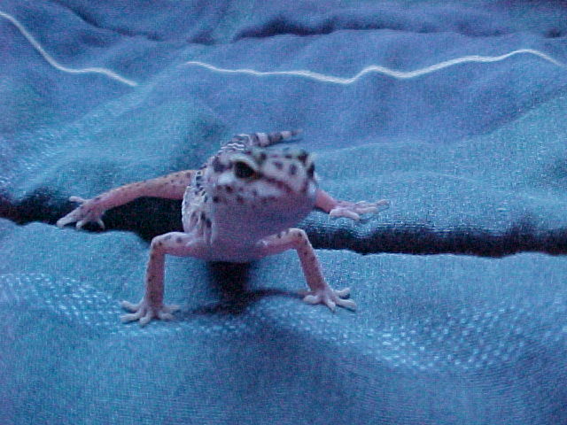 Zero worlds cutest gecko