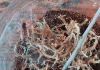 Avicularia braunshauseni
